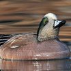 American Wigeon